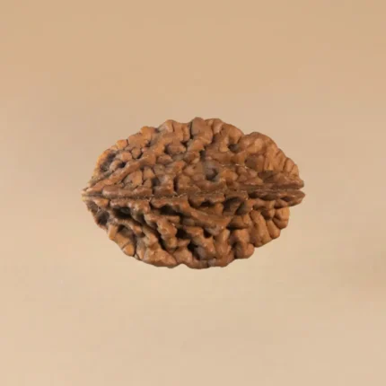 2 Mukhi Rudraksha