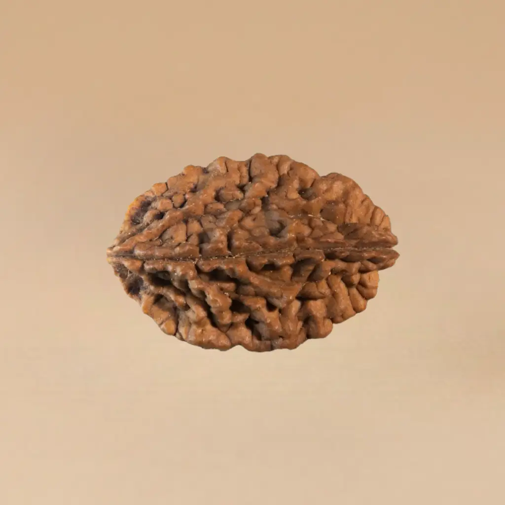 2 Mukhi Rudraksha 2 Mukhi Rudraksha - Image 1