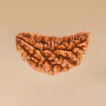 1 Mukhi Rudraksha