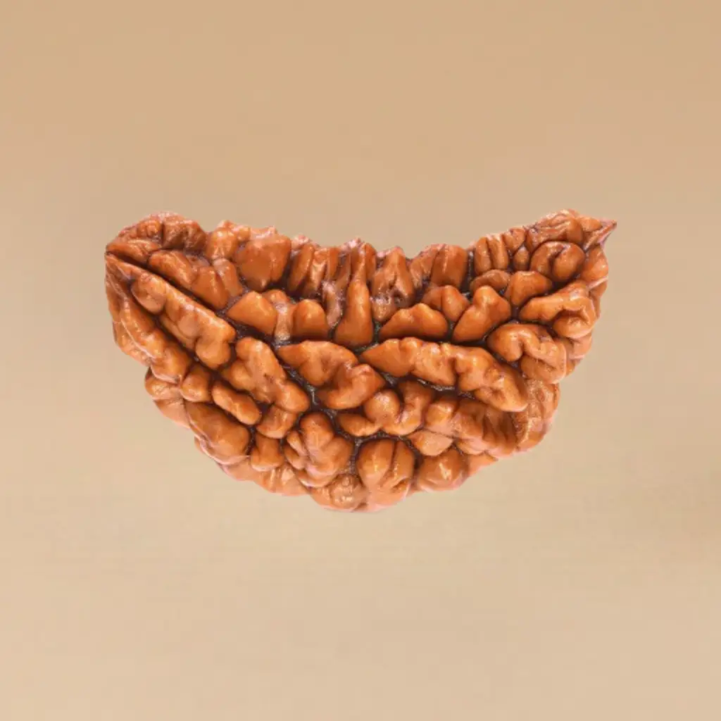 1 mukhi rudraksha 1 Mukhi Rudraksha - Image 1