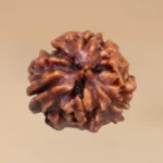 3 Mukhi Rudraksha