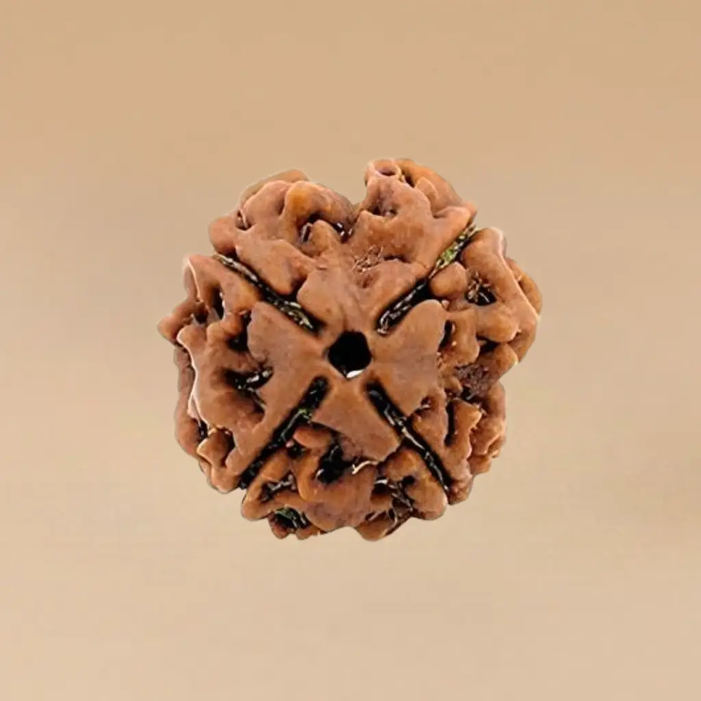 4 Mukhi Rudraksha 4 Mukhi Rudraksha - Image 1