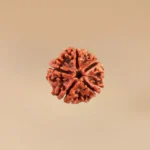 5 Mukhi Rudraksha