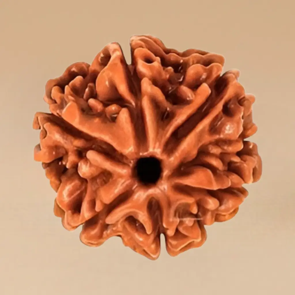 6 mukhi Rudraksha 6 Mukhi Rudraksha - Image 1