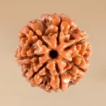 7 Mukhi Rudraksha