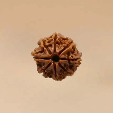 8 Mukhi Rudraksha